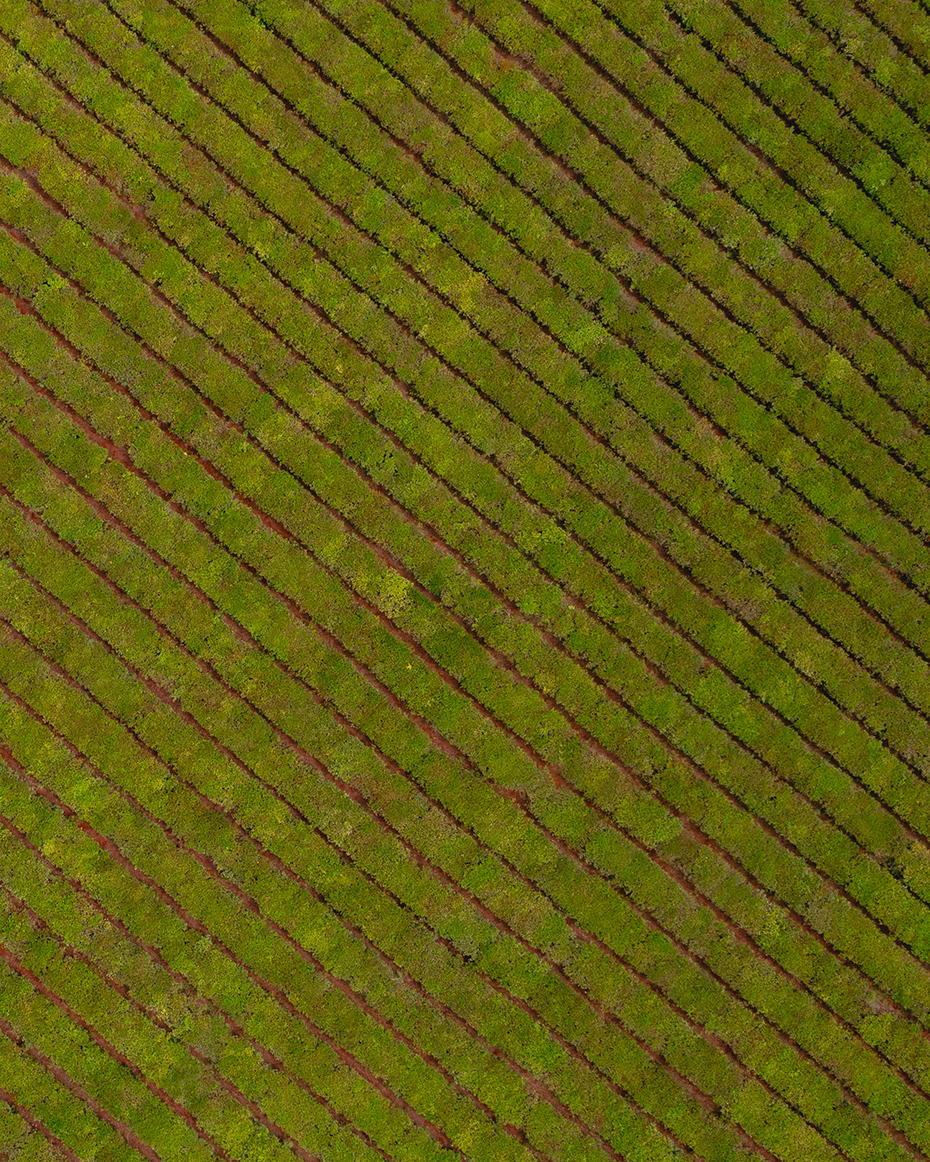 Vista aérea de un cultivo de pepino con hileras verdes organizadas diagonalmente sobre tierra rojiza.