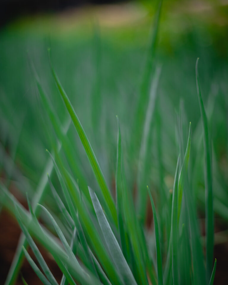 Cómo obtener altos rendimientos en cada temporada con el uso de biofertilizantes