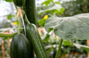 Pepino fresco en desarrollo sobre la planta, cultivado en entorno natural sin uso de químicos.
