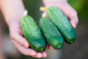 Manos sosteniendo pepinos frescos, cultivados de manera orgánica y listos para la cosecha.