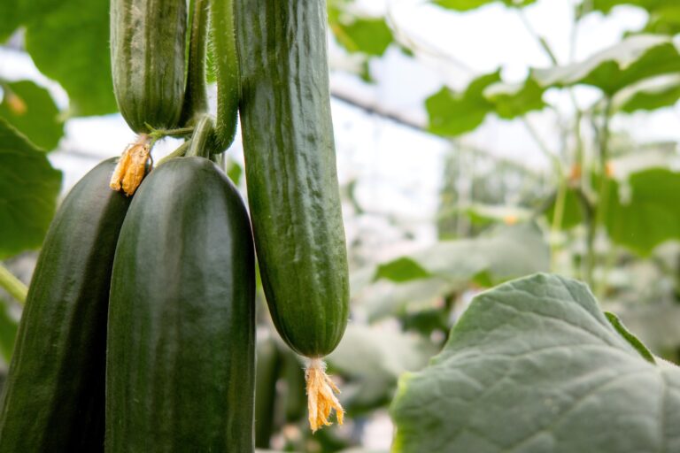 Las mejores alternativas en bioinsecticidas para proteger el cultivo de pepino