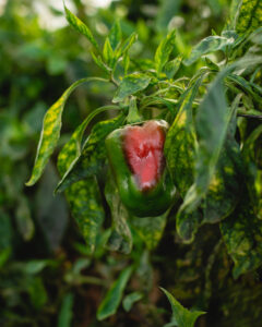 Pimiento parcialmente deformado en planta por problemas en la polinización natural.