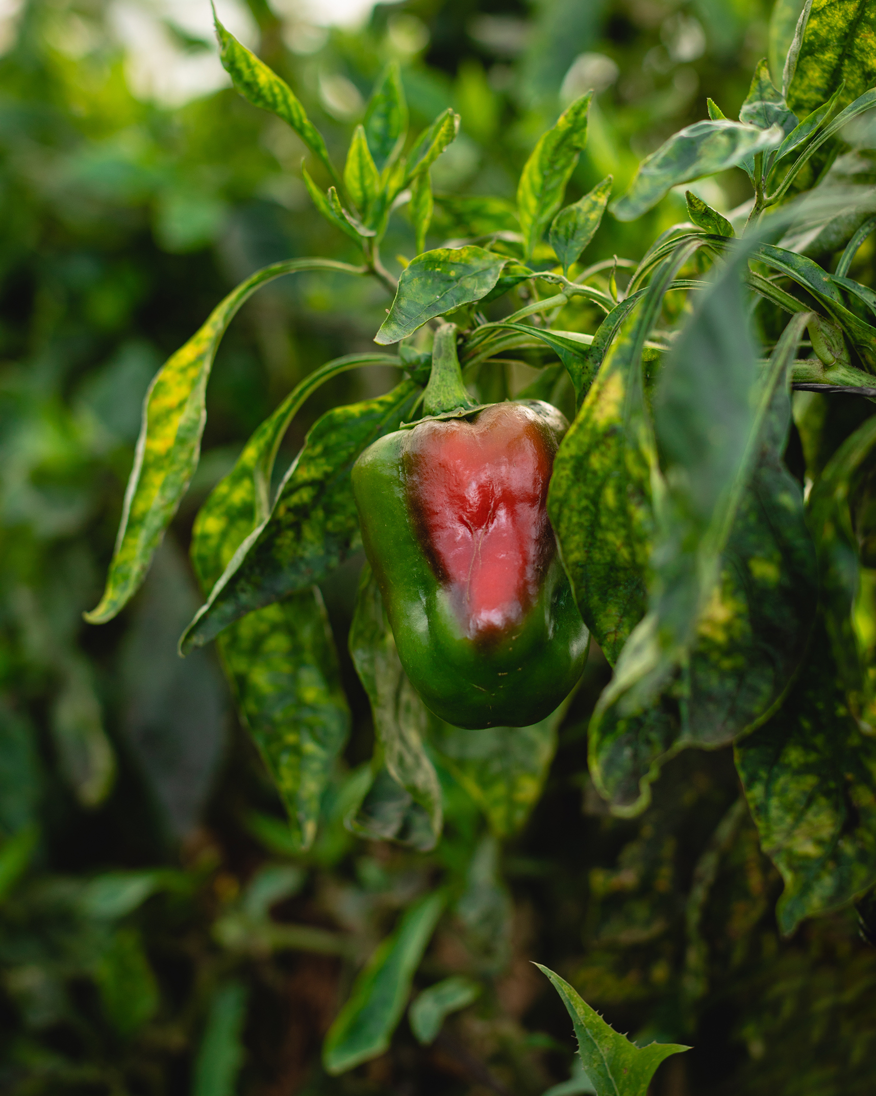 Pimiento parcialmente deformado en planta por problemas en la polinización natural.