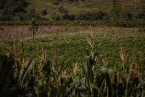 Terreno agrícola en Misiones con cultivos mixtos y prácticas sostenibles promovidas por Agro Sustentable.