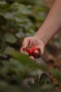 Mano recolectando frutilla madura en cultivo sustentable, símbolo de agricultura orgánica y producción de alimentos saludables.