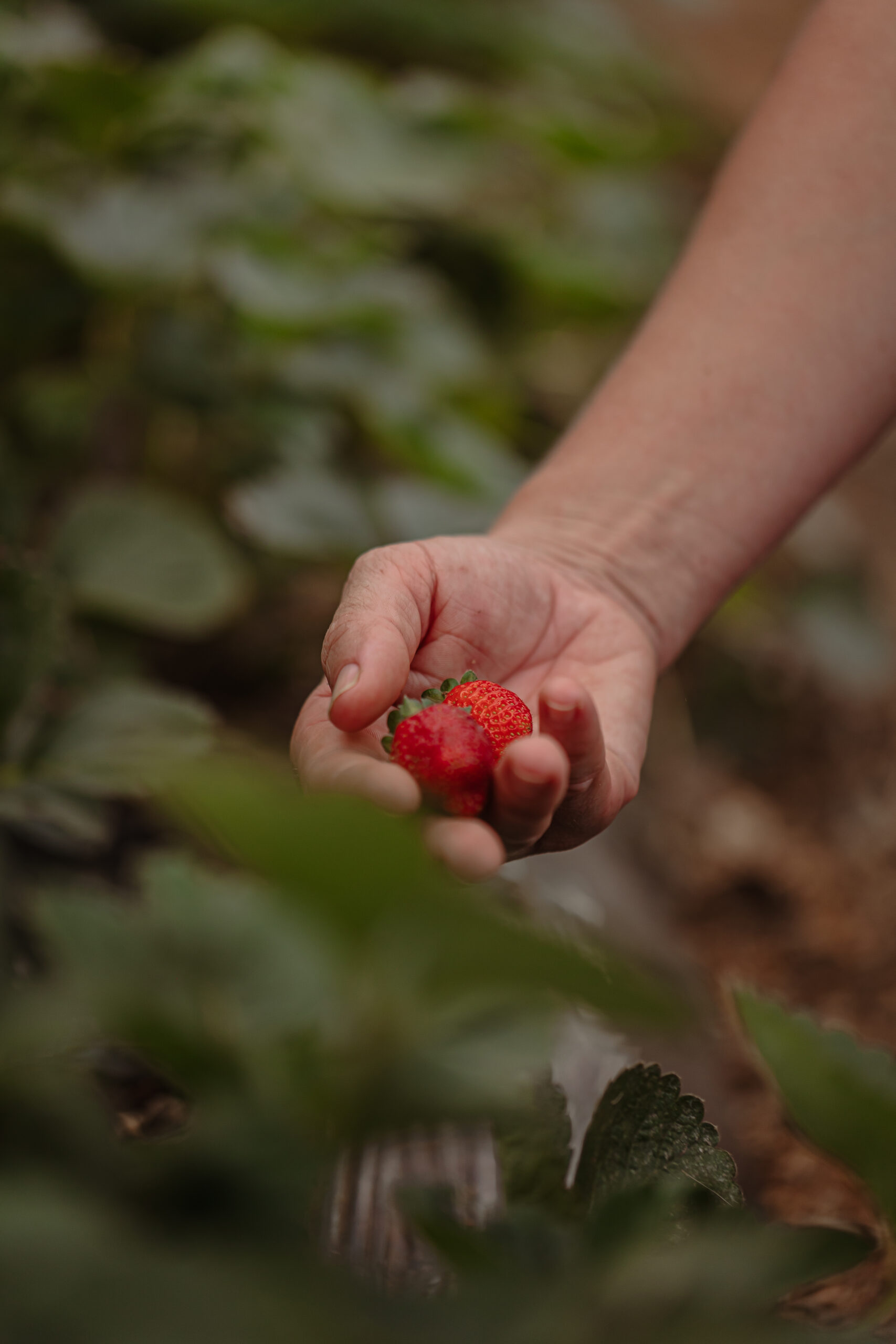 Mano recolectando frutilla madura en cultivo sustentable, símbolo de agricultura orgánica y producción de alimentos saludables.