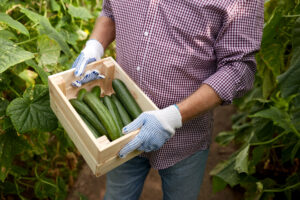 Productor rural sosteniendo una caja con pepinos recién cosechados en un cultivo orgánico.
