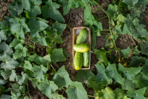 Cosecha de pepinos frescos en cultivo orgánico, rodeados de plantas saludables y suelo preparado para riego eficiente.