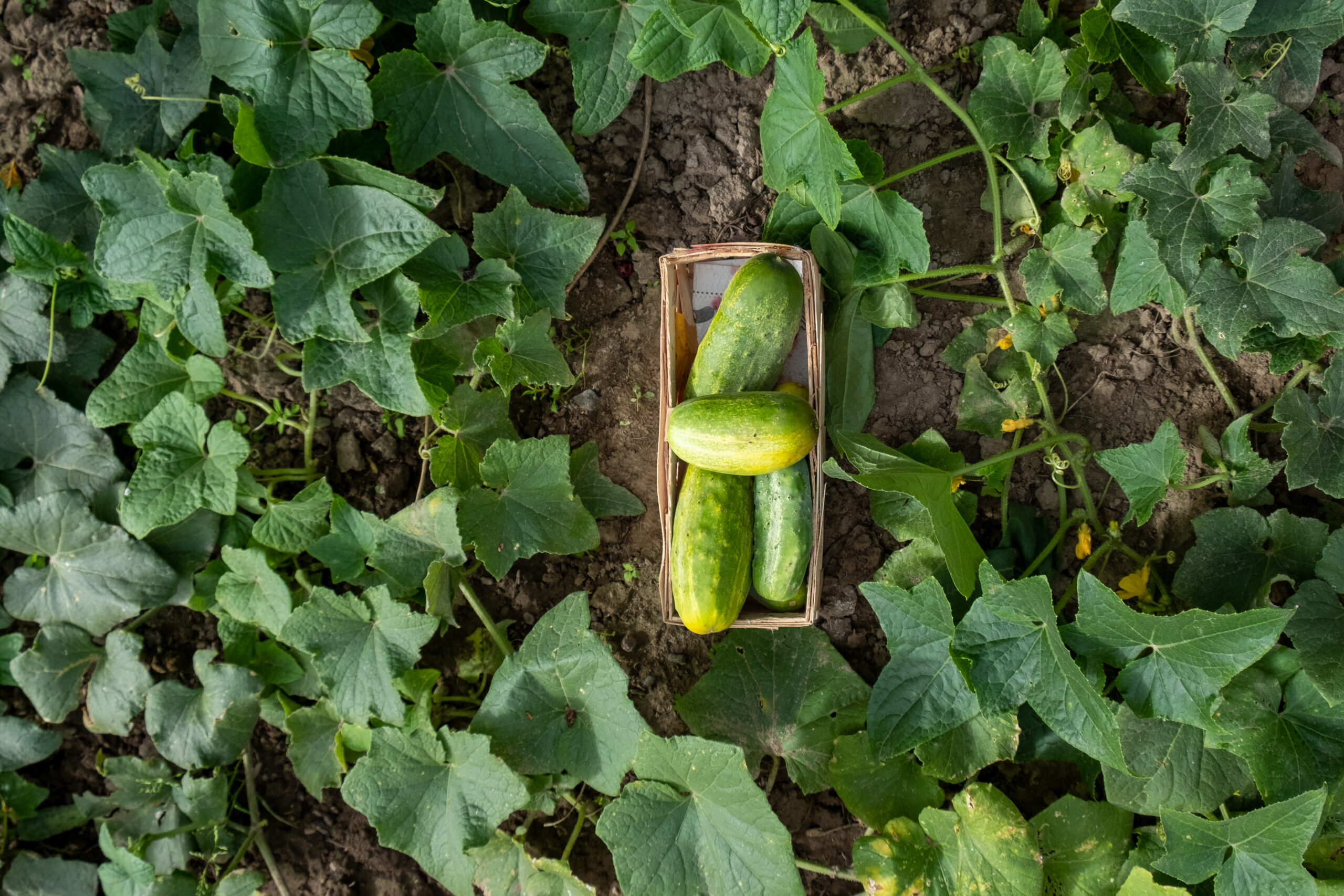 Cosecha de pepinos frescos en cultivo orgánico, rodeados de plantas saludables y suelo preparado para riego eficiente.