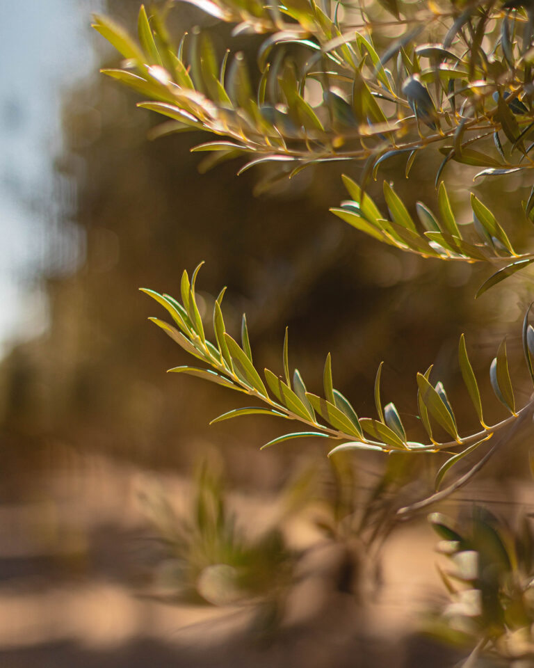 La importancia de bioestimulantes ecológicos para el futuro