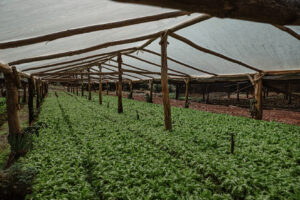 Cultivo de pepino bajo invernadero artesanal con estructura de madera y cobertura plástica.