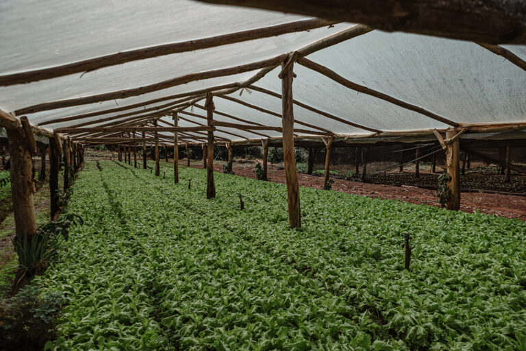 Cultivo de pepino: las experiencias más importantes sobre el uso de bioinsumos
