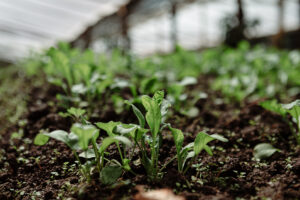 Cultivo de pepino en fase inicial dentro de un invernadero, con brotes verdes creciendo en hileras sobre suelo húmedo y bien trabajado.