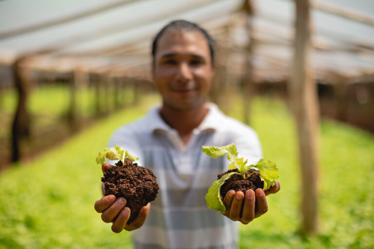 Los insumos naturales que sirven para controlar las plagas que afectan al cultivo de pepino