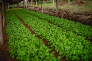 Cultivo de hortalizas en hileras sobre suelo fértil protegido por estructura rústica.