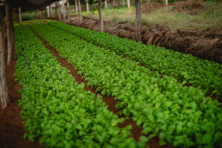 Por qué es importante la rotación de cultivos en la producción agrícola argentina