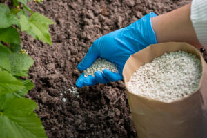 Mano con guante azul aplicando fertilizante granulado en un suelo agrícola junto a una planta.