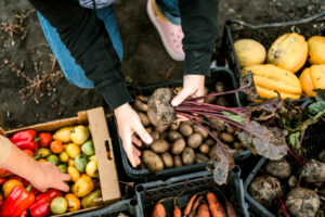 Manos recolectando remolachas y clasificando verduras en una huerta agroecológica rural.