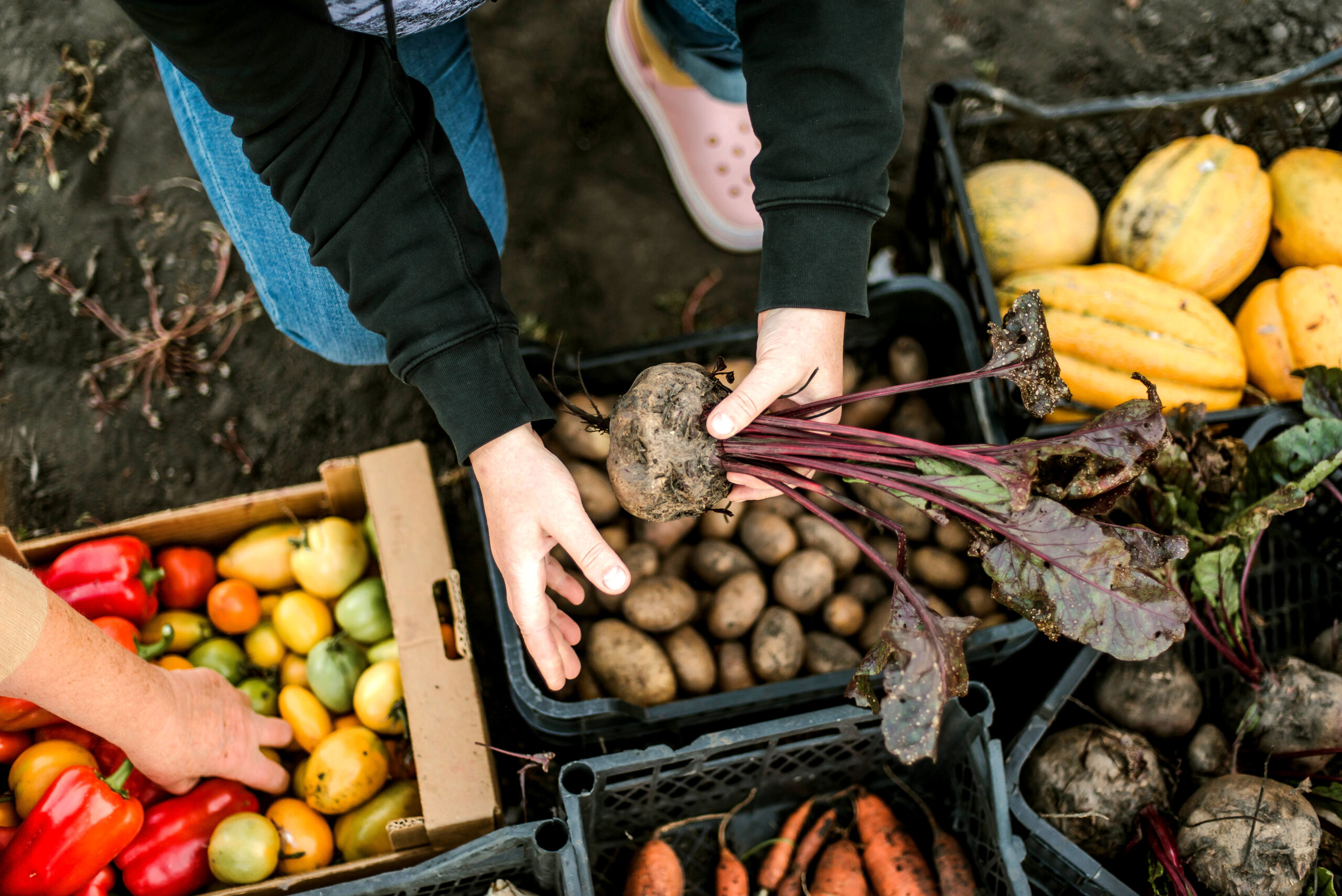 Manos recolectando remolachas y clasificando verduras en una huerta agroecológica rural.