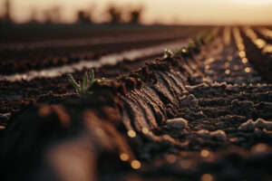 Surco de tierra húmeda con brotes verdes emergiendo al amanecer en un campo agrícola