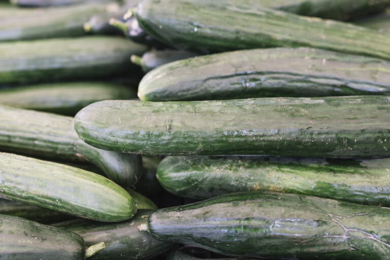 Cuáles son los beneficios de BIOFERT GTG para el estrés abiótico en el pepino