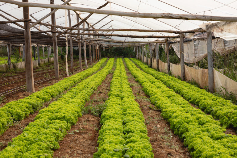 Manejo integrado de plagas con el insecticida de Agro Sustentable