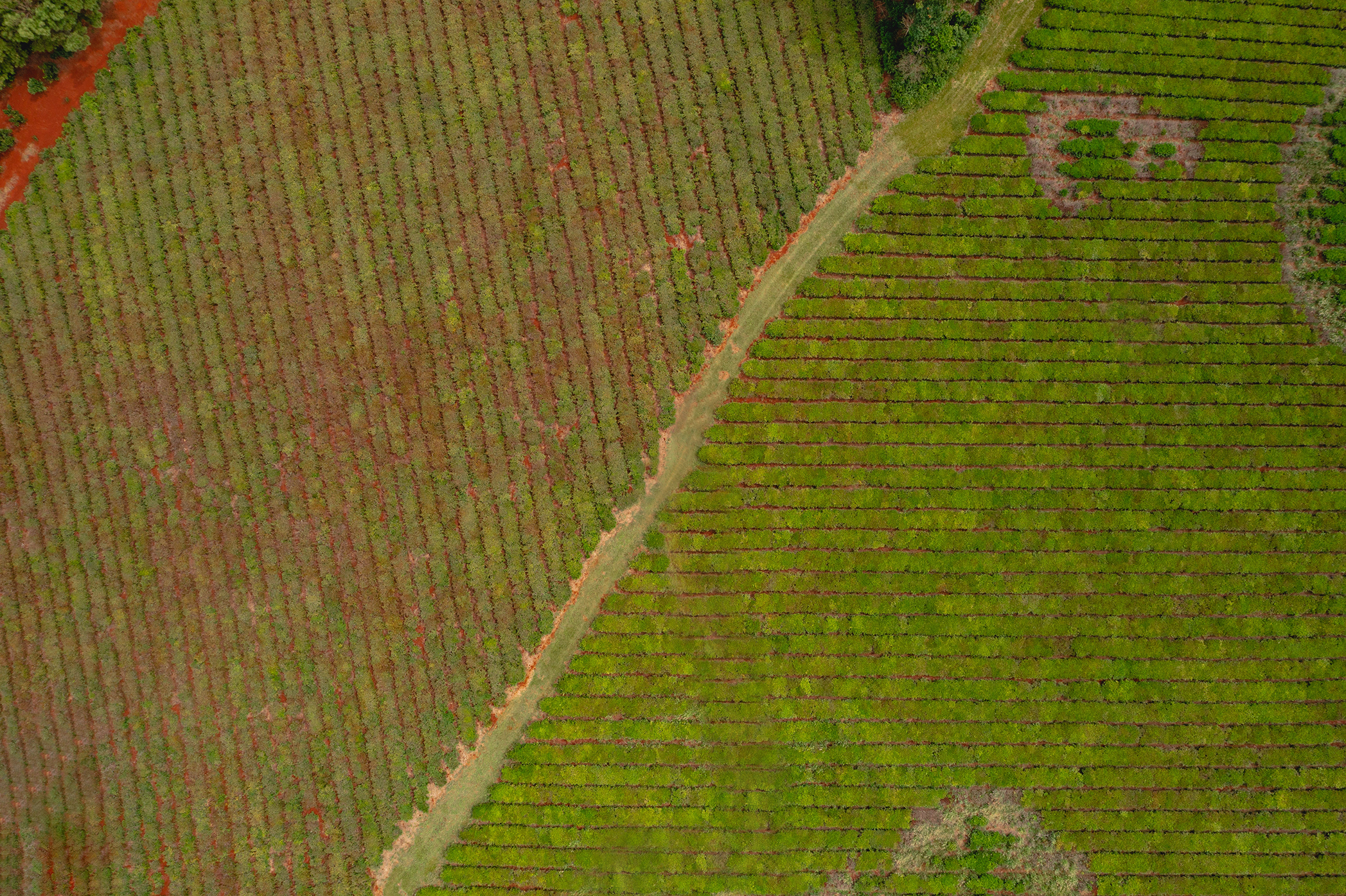 Vista aérea de dos secciones de cultivo con diferencias notorias en el color y la salud de las plantas.