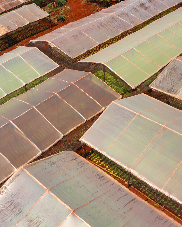 El bioinsumo de Agro Sustentable para prevenir los daños de plagas y enfermedades en el cultivo de pepino