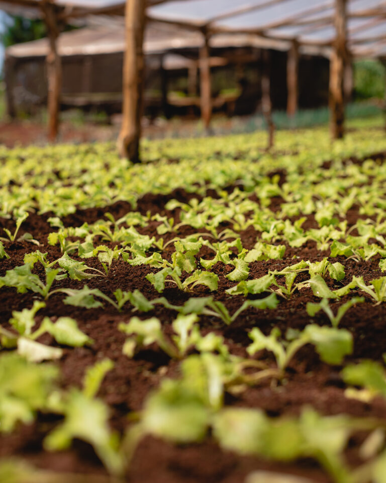 Las tareas de mantenimiento que colaboran con el cultivo de pepino en espacios cerrados