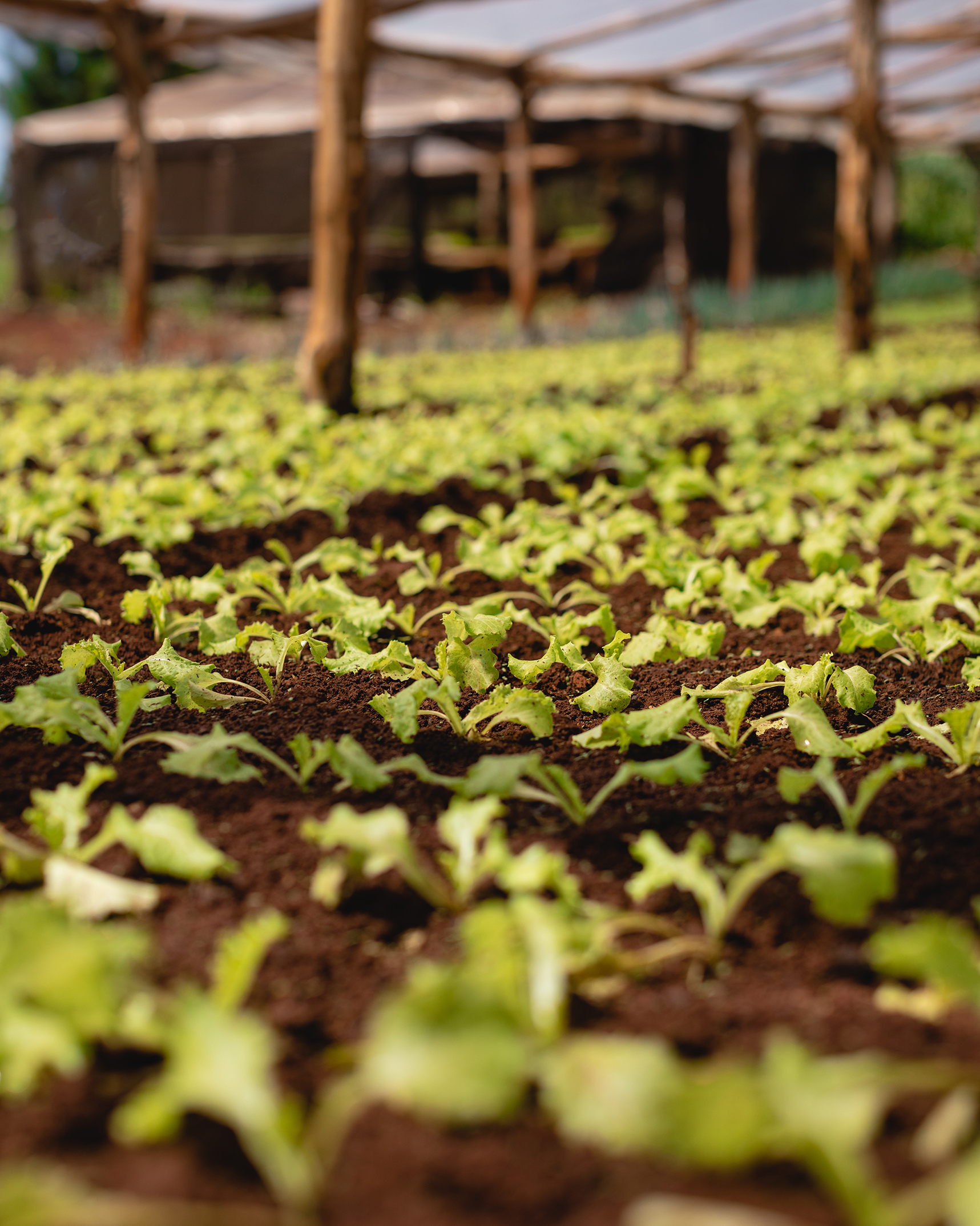 Cultivo de pepino bajo plástico en invernadero, con suelos bien cuidados y plantas en crecimiento, mostrando la estructura de soporte para el riego y la ventilación adecuada.