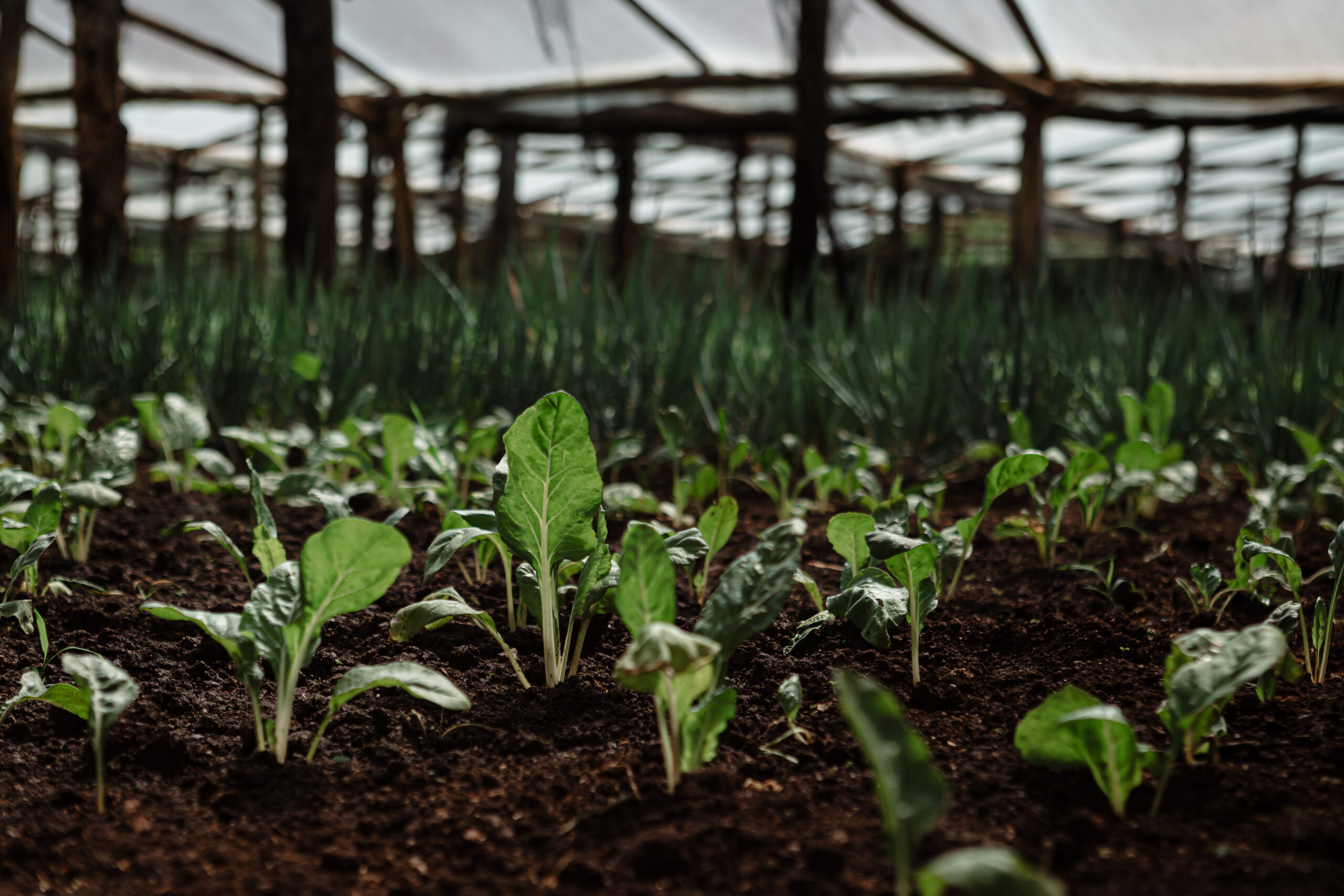 Cultivo joven de hojas verdes en suelo fértil dentro de un invernadero rústico con luz natural filtrada.