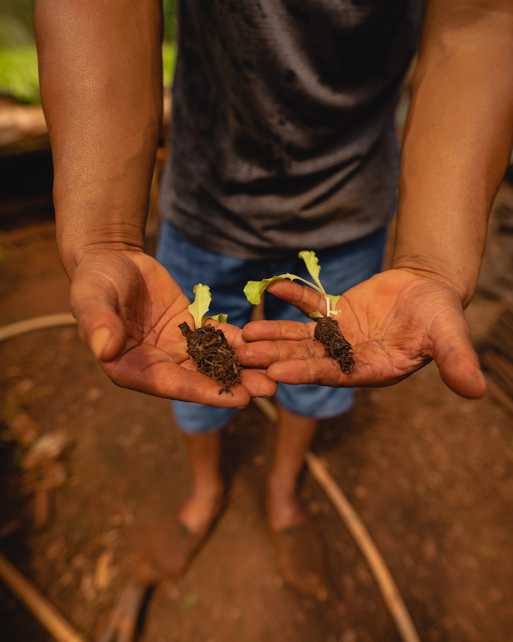 Persona sostiene dos plántulas con tierra en sus manos, preparadas para el trasplante en suelo agrícola.