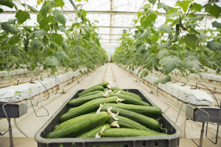 Las más recientes innovaciones para el cultivo de pepino