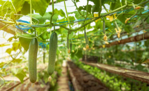 Pepinos creciendo en un invernadero bajo prácticas de agricultura orgánica con bioinsumos.