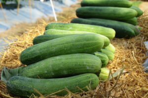 Pepinos recién cosechados apilados sobre un lecho de paja en un campo agrícola, iluminados por luz natural.