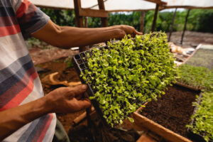 Elegir y usar los insumos agrícolas adecuados: la clave para la rentabilidad productiva