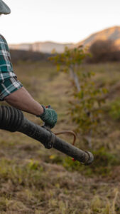 Mano de agricultor aplicando biotecnología en campo con equipo manual sobre un cultivo joven.