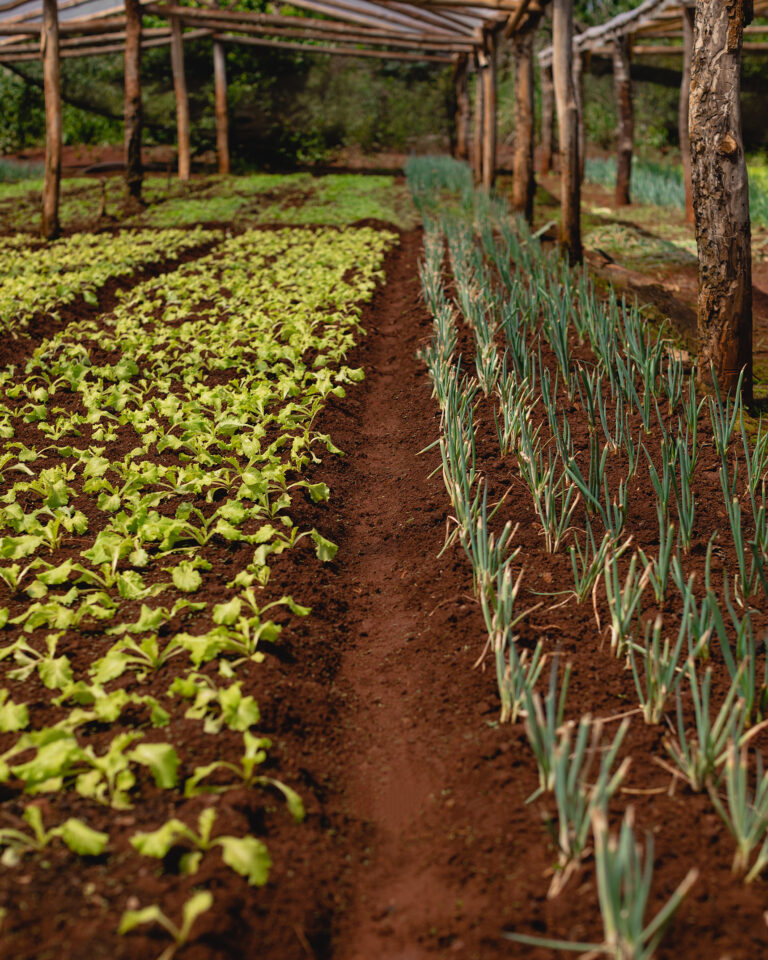 La producción agrícola entendida como un mecanismo de ahorro