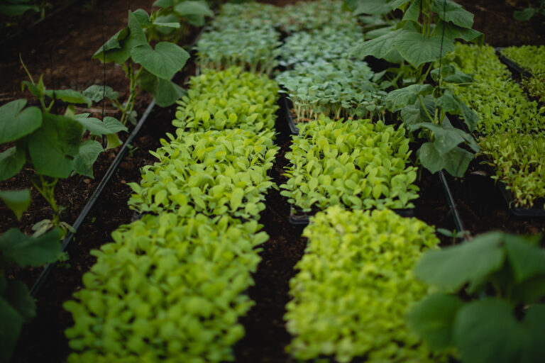 Cuidar el suelo, el pilar para producir en el campo