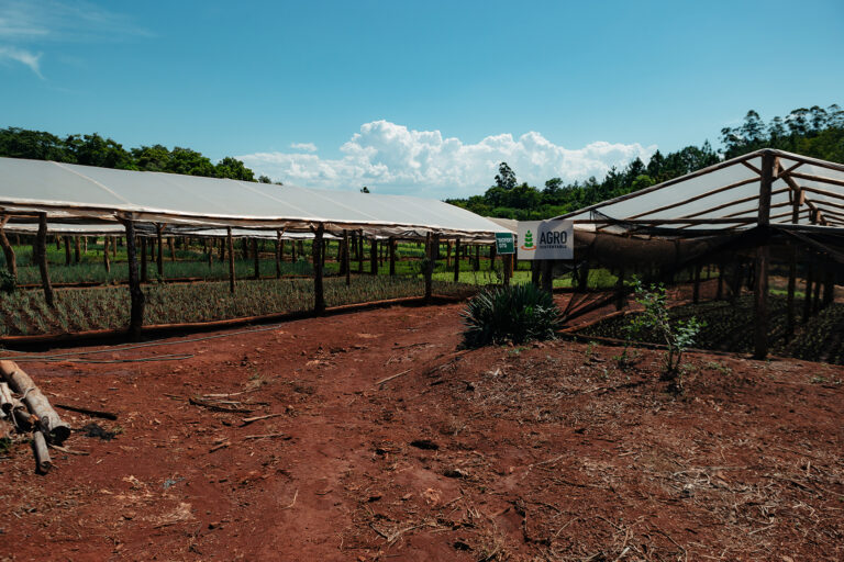 Las claves para producir pepino orgánico