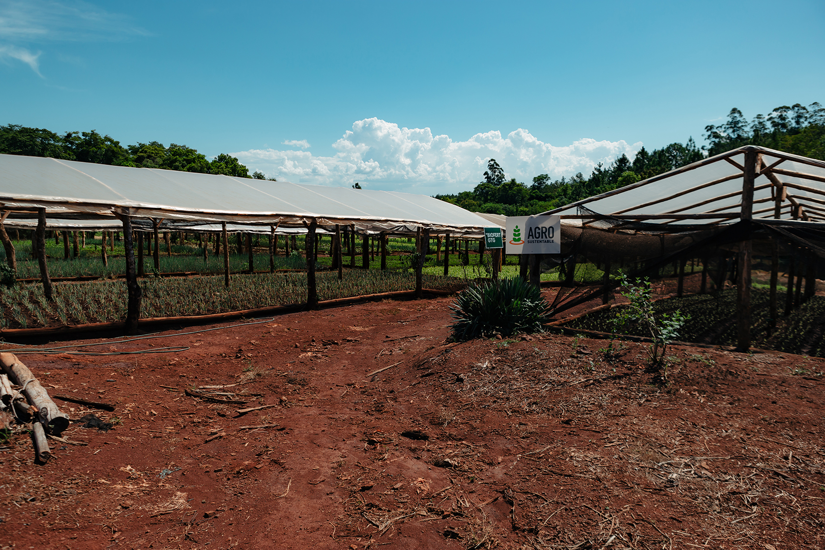 Invernaderos artesanales con cobertura plástica en un campo de cultivo orgánico de pepino en tierra roja, bajo cielo despejado.