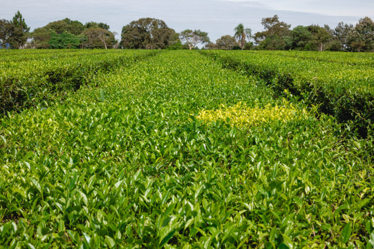 Cultivar de forma sostenible a través de las buenas prácticas agrícolas 