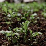 Por qué usar bioinsumos en la producción agrícola