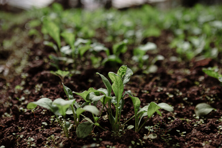 Por qué usar bioinsumos en la producción agrícola