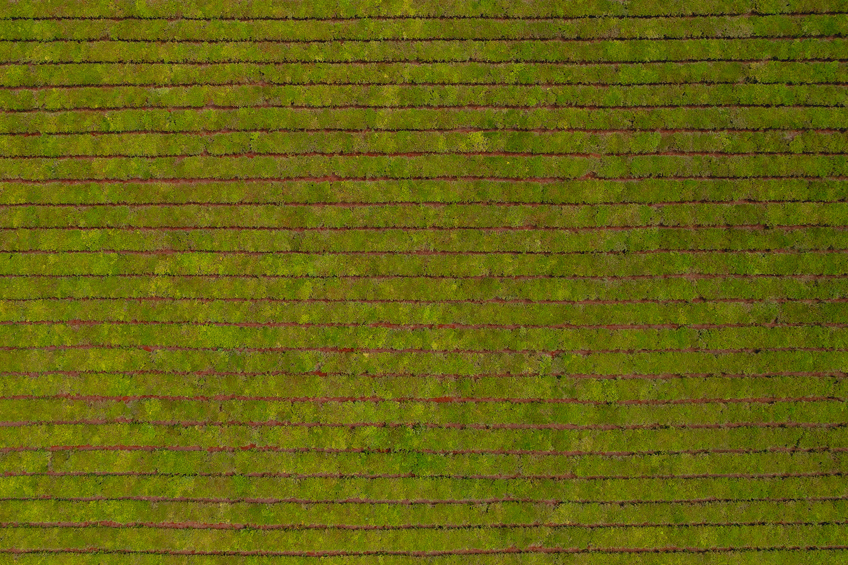 Vista aérea de un cultivo de tabaco organizado en hileras paralelas.
