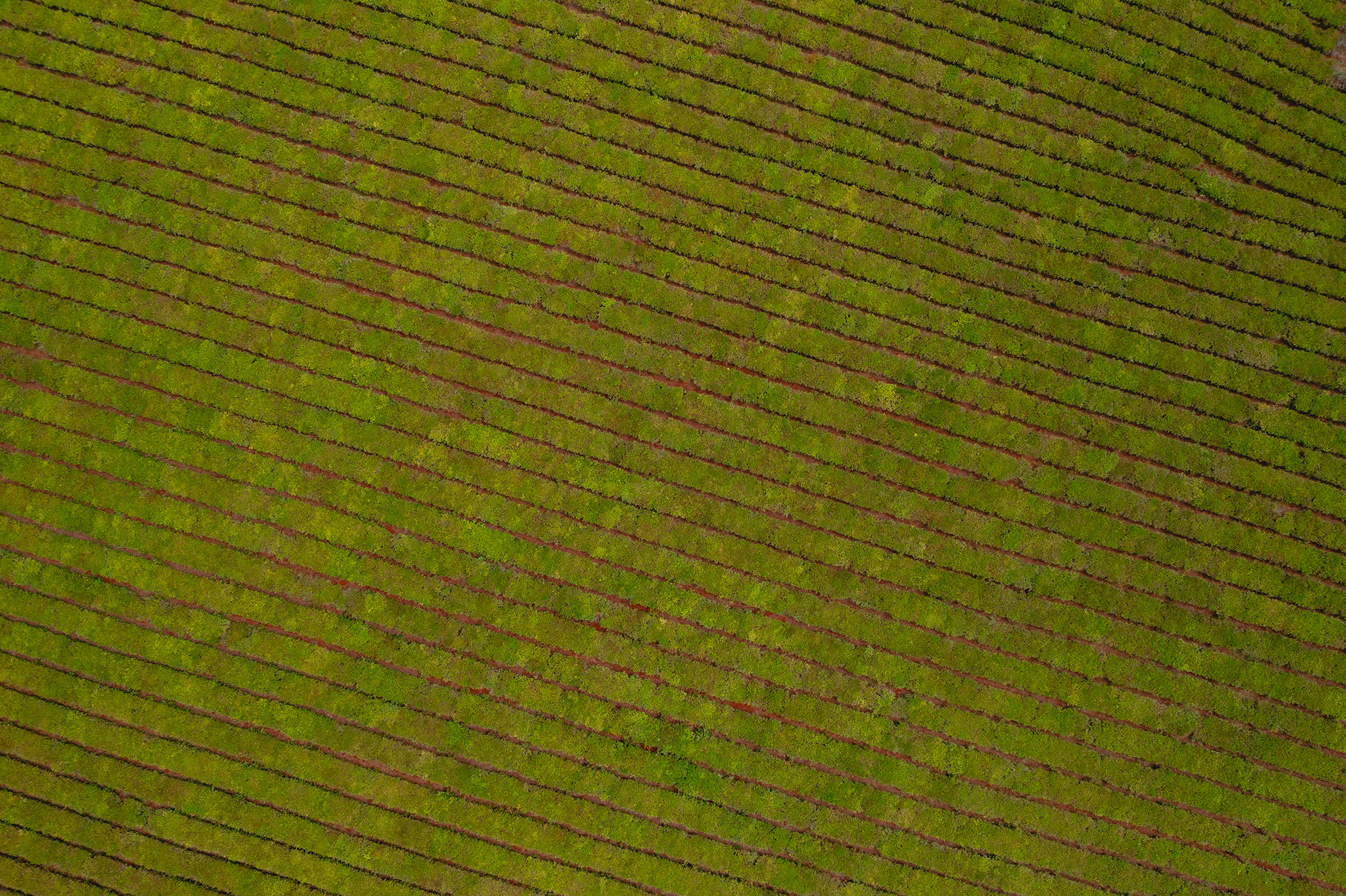 Vista aérea de un cultivo de tabaco con patrones de siembra alineados, mostrando signos de deficiencias nutricionales que afectan el desarrollo uniforme de las plantas.