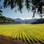 Análisis comparado de ocho países seleccionados