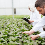 La Perspectiva Internacional.