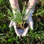 LA INTEGRACIÓN REGIONAL