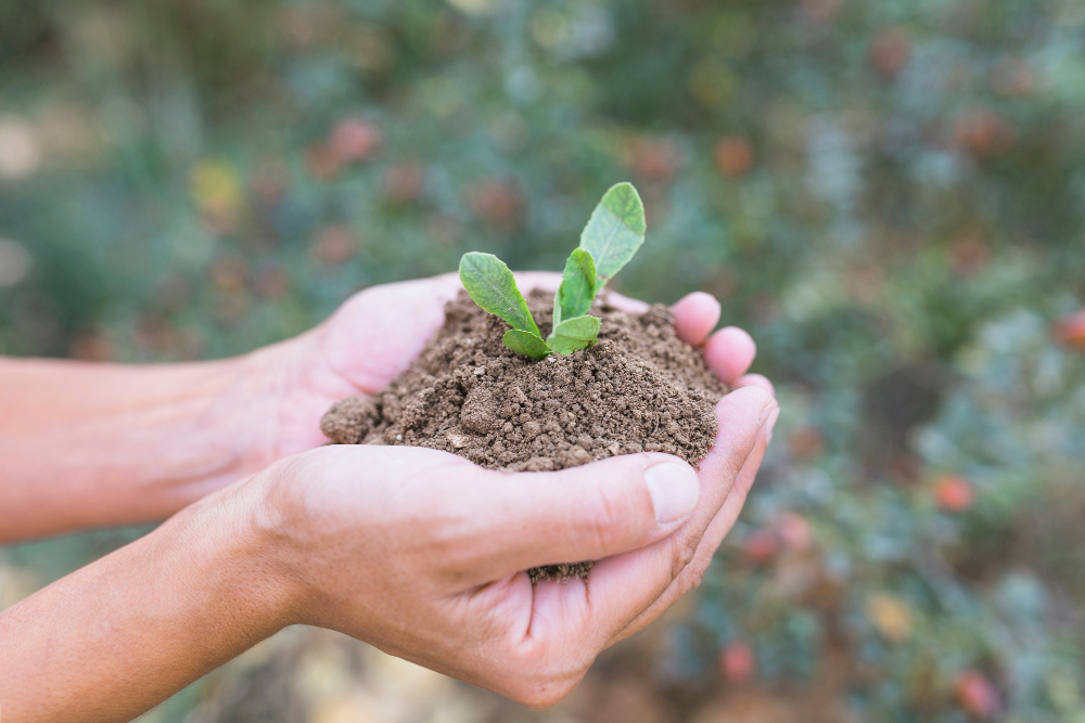 Manos sostienen tierra fértil con un brote verde emergente, representando el cuidado del suelo y la regeneración agrícola.